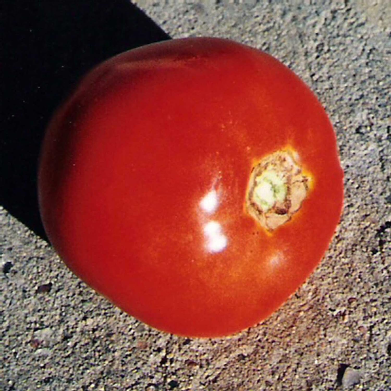 Tomato Garden Seeds - Thessaloniki - 0.25 Oz - Non-Gmo, Heirloom, Vegetable Gardening Seed